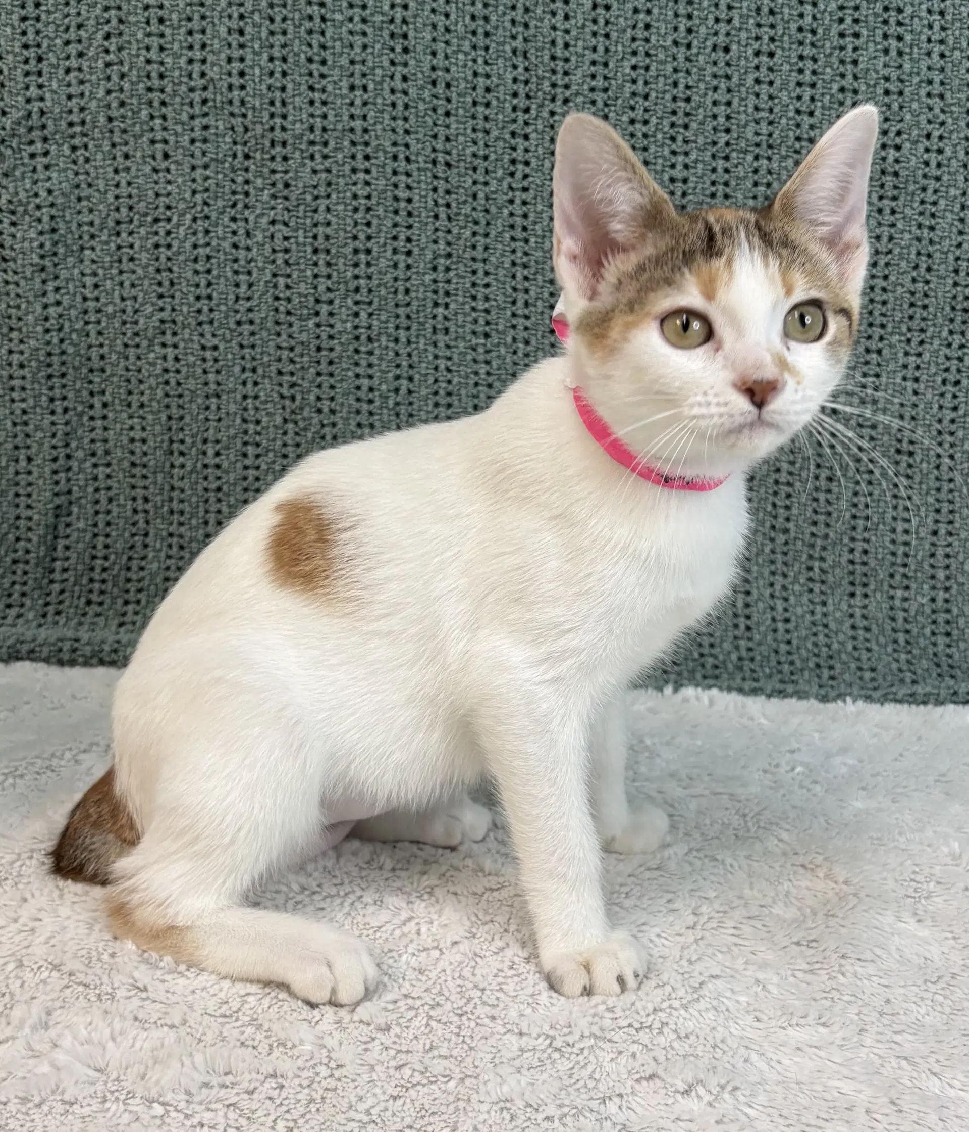 Caterpillar - Domestic Short Hair