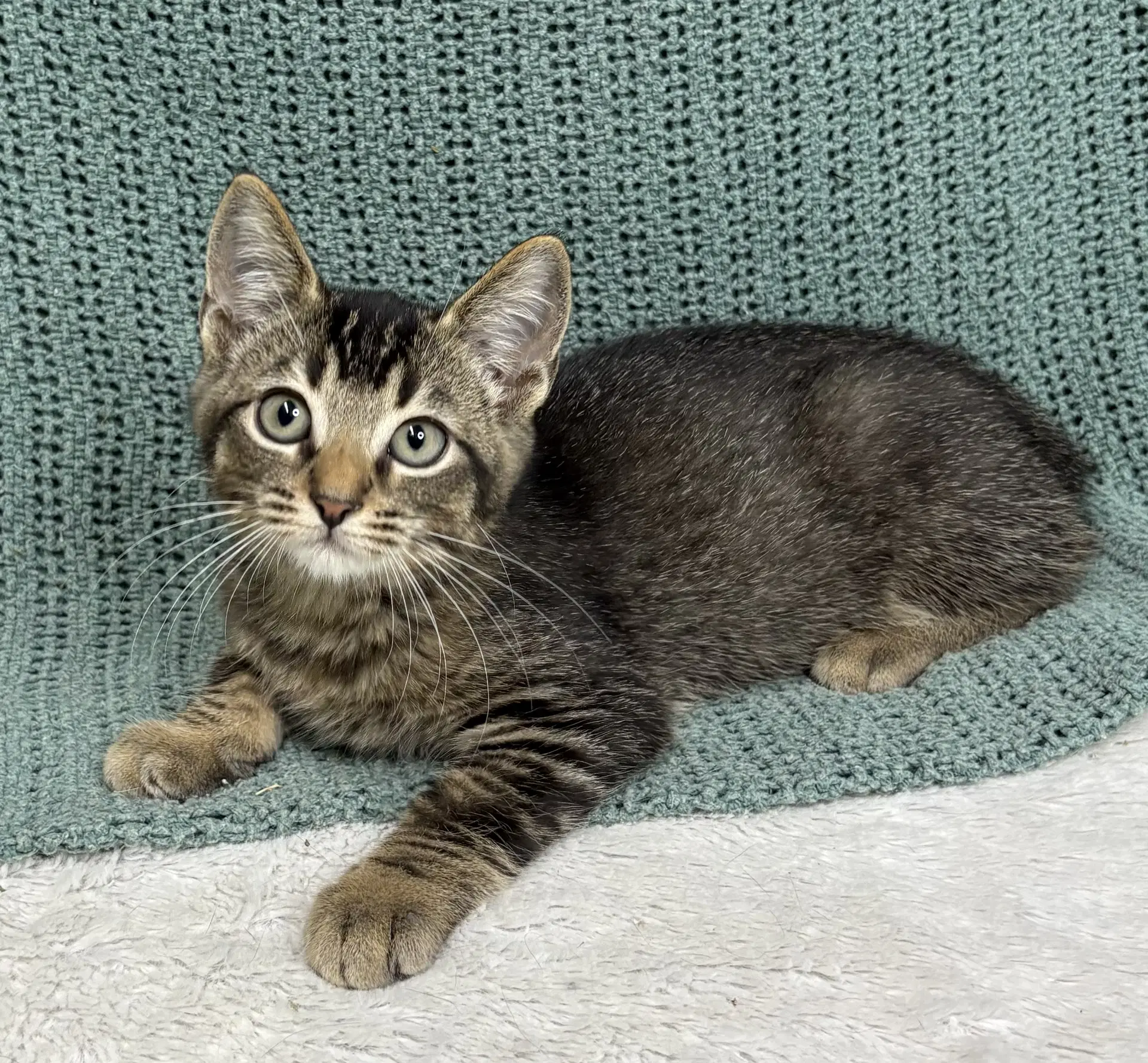 Scorpion - Domestic Short Hair