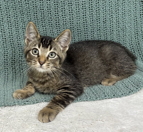 261312 Scorpion, a cat for adoption from The Humane Society of Elmore County