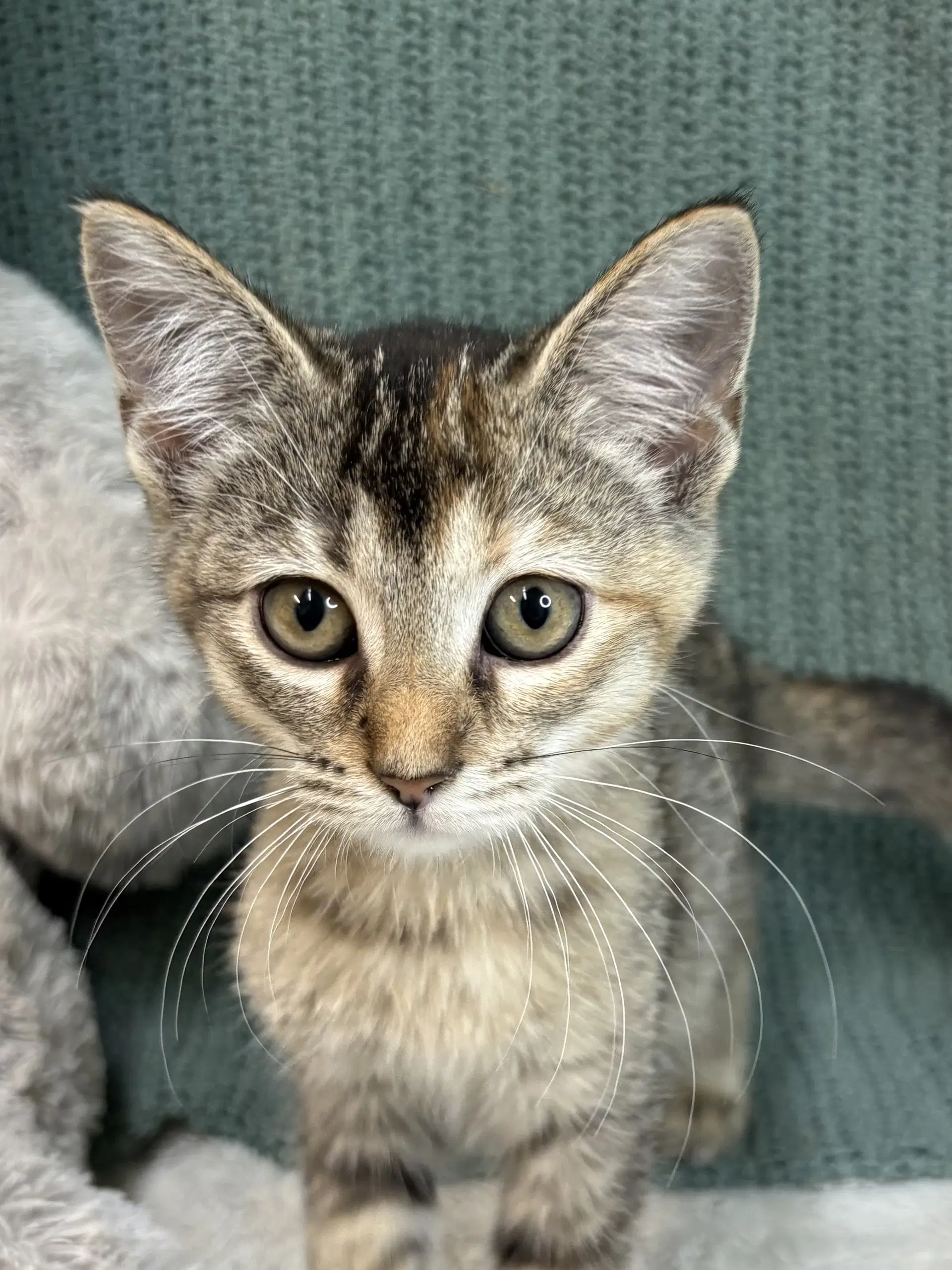 Cricket - Domestic Short Hair