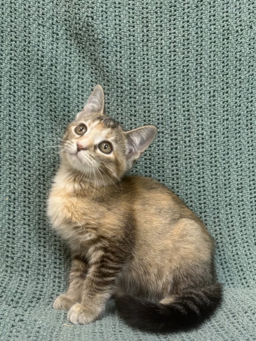 261312 Cicada, a cat for adoption from The Humane Society of Elmore County
