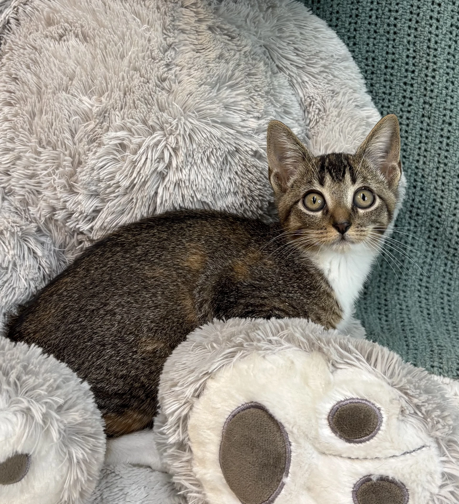 Mantis