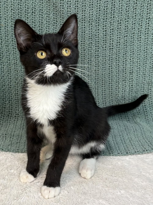 261318 Spider, a cat for adoption from The Humane Society of Elmore County