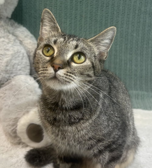 261445 Delphine, a cat for adoption from The Humane Society of Elmore County
