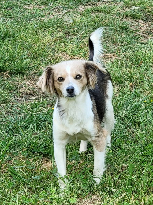 260246 Cookie, a dog for adoption from The Humane Society of Elmore County