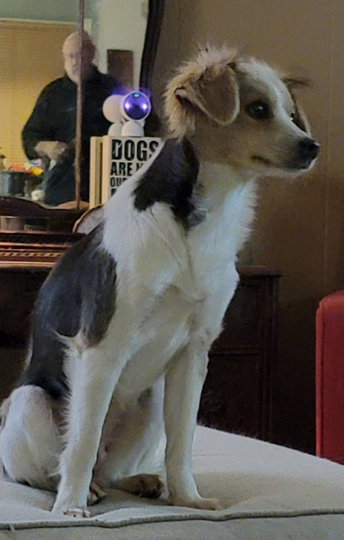 Photo 3 of 260246 Cookie