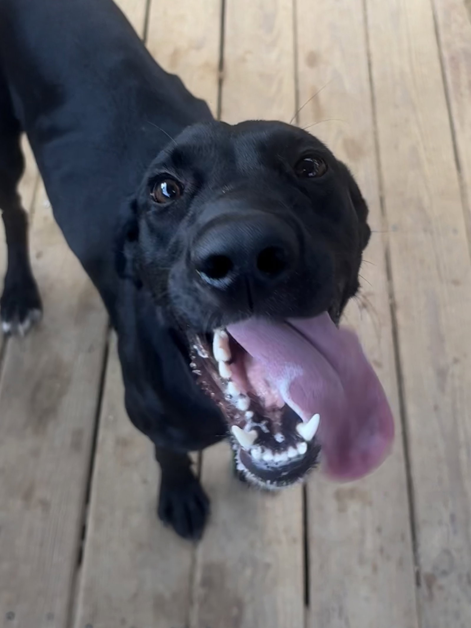261393 Guppie, Labrador Retriever