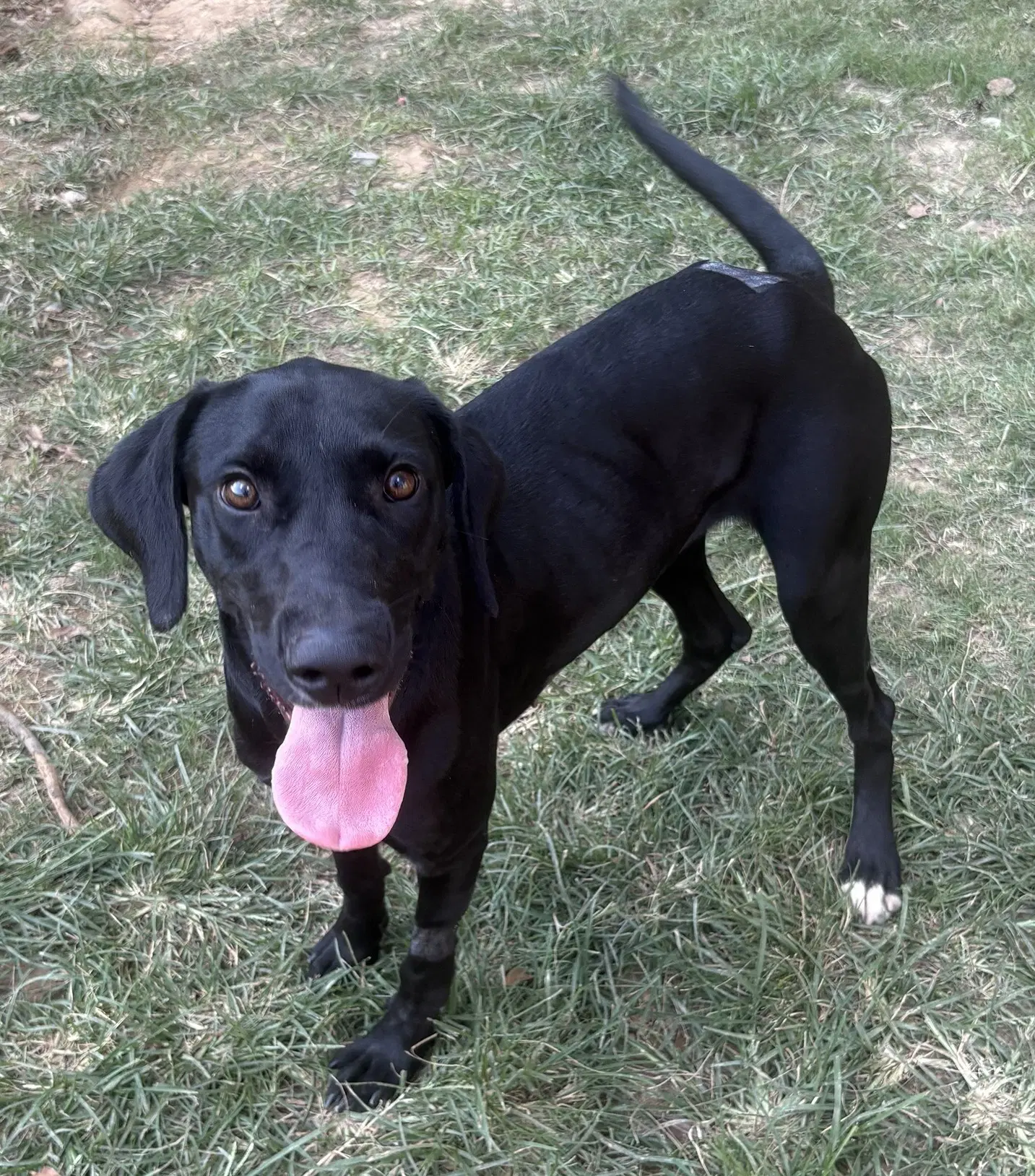 Guppie image 2