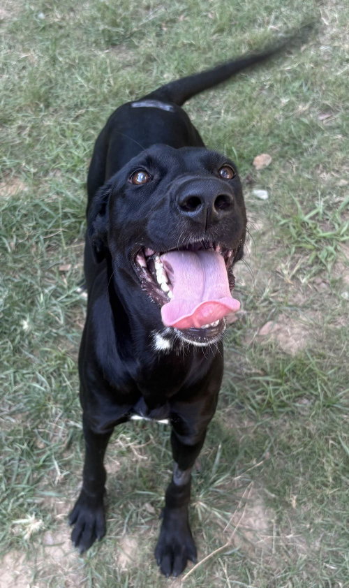 Photo 3 of 261393 Guppie