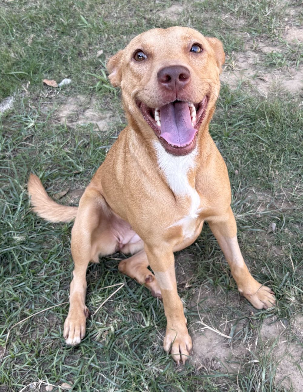 261414 Gemma, American Pit Bull Terrier