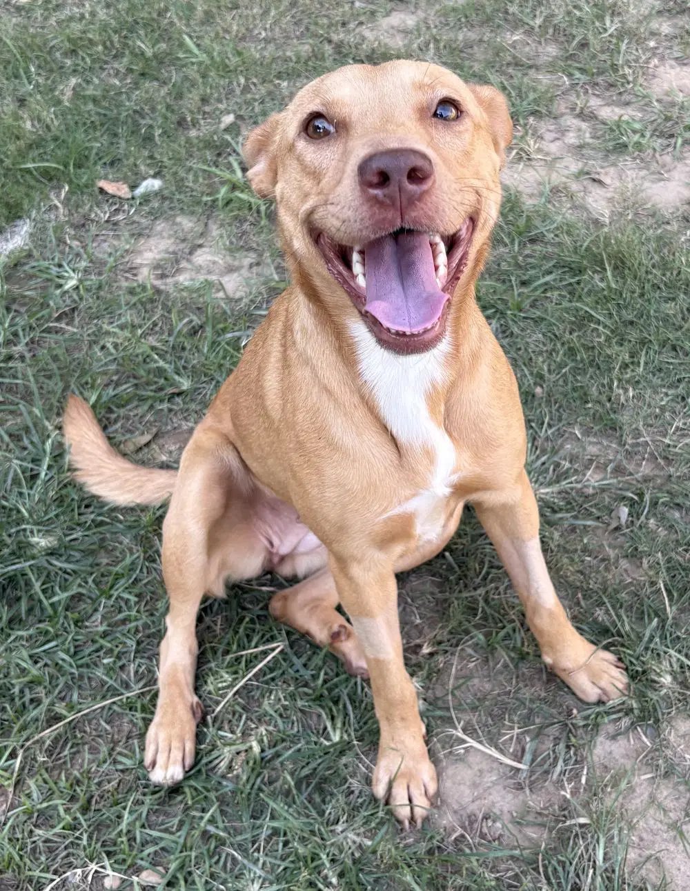 Gemma - American Pit Bull Terrier