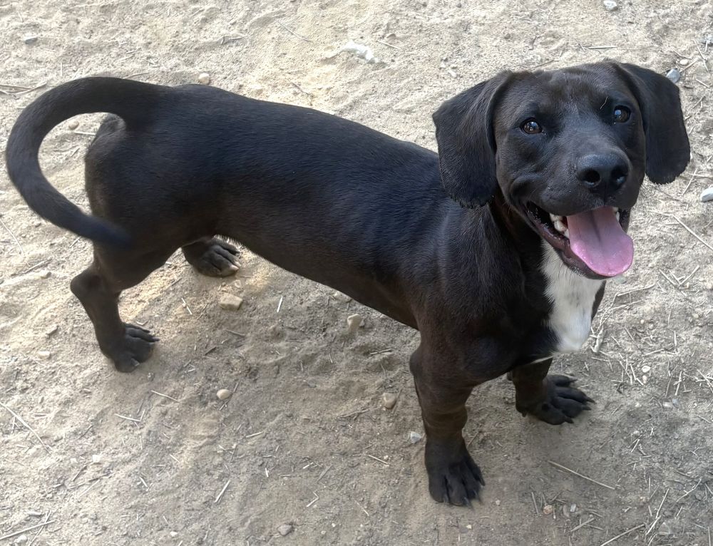 261438 Hot Dog, Dachshund