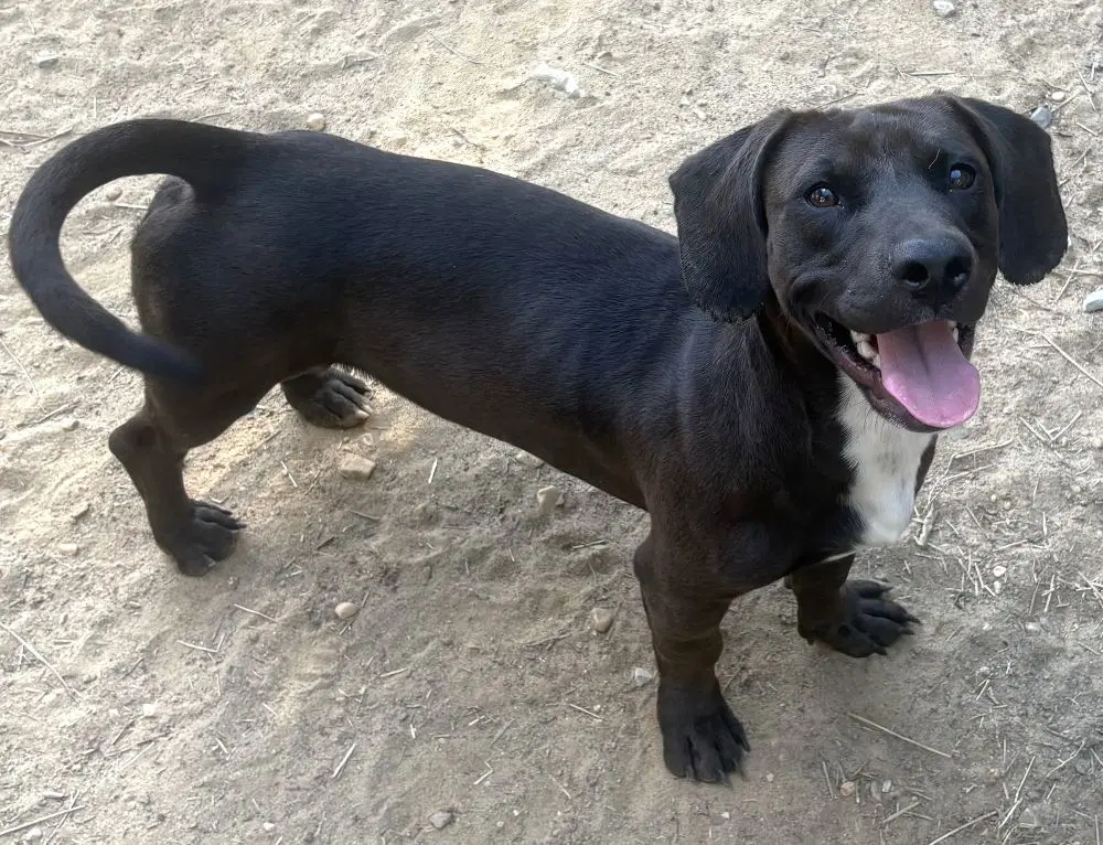 Hot Dog - Dachshund