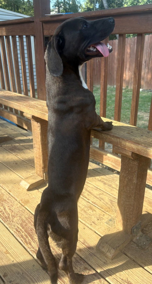 Photo 2 of 261438 Hot Dog
