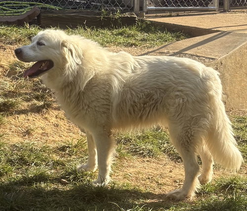 261486 Ami, a dog for adoption from The Humane Society of Elmore County