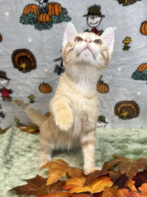 261426 Otto, a cat for adoption from The Humane Society of Elmore County