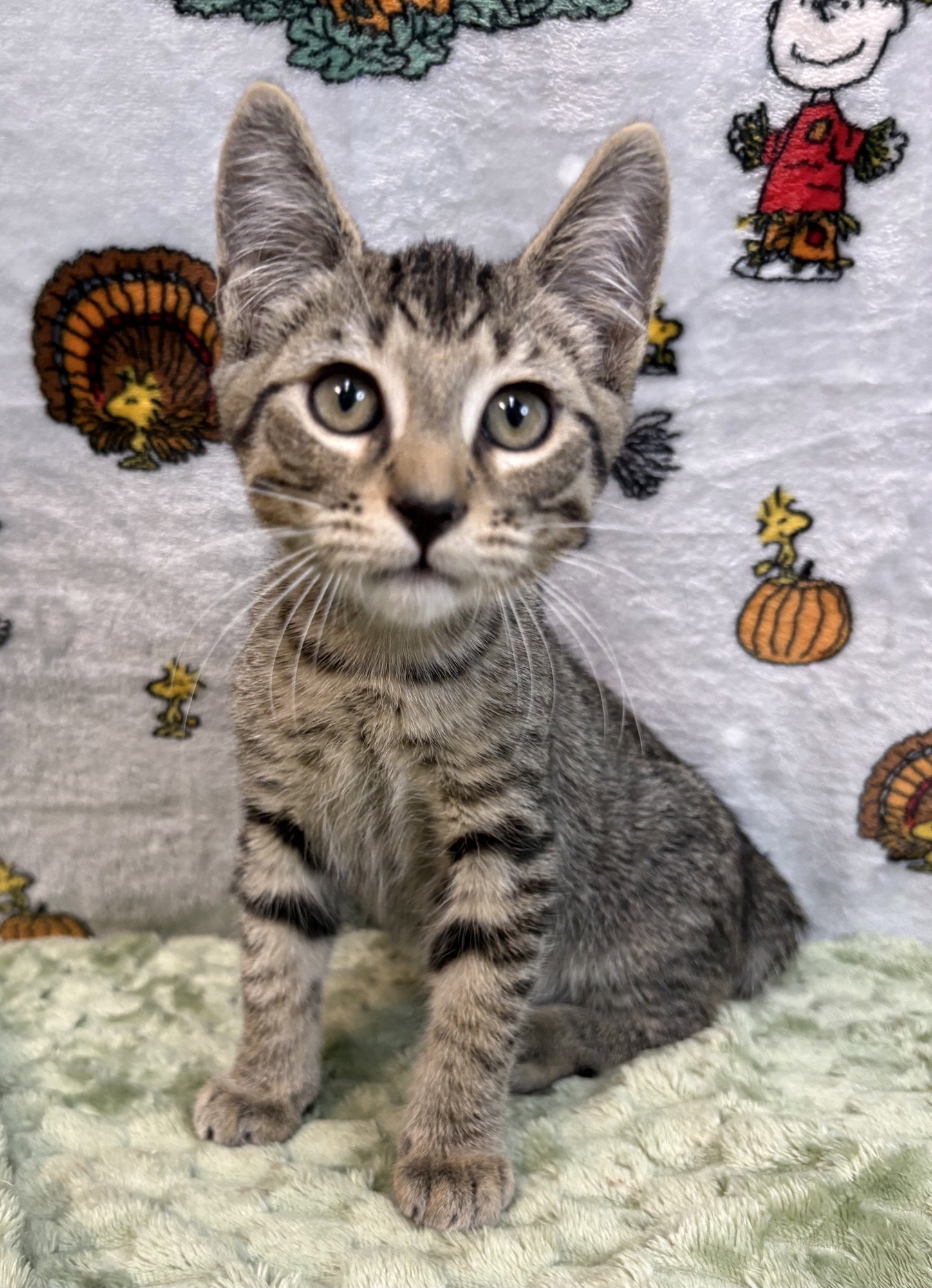 261426 Otis, Domestic Short Hair