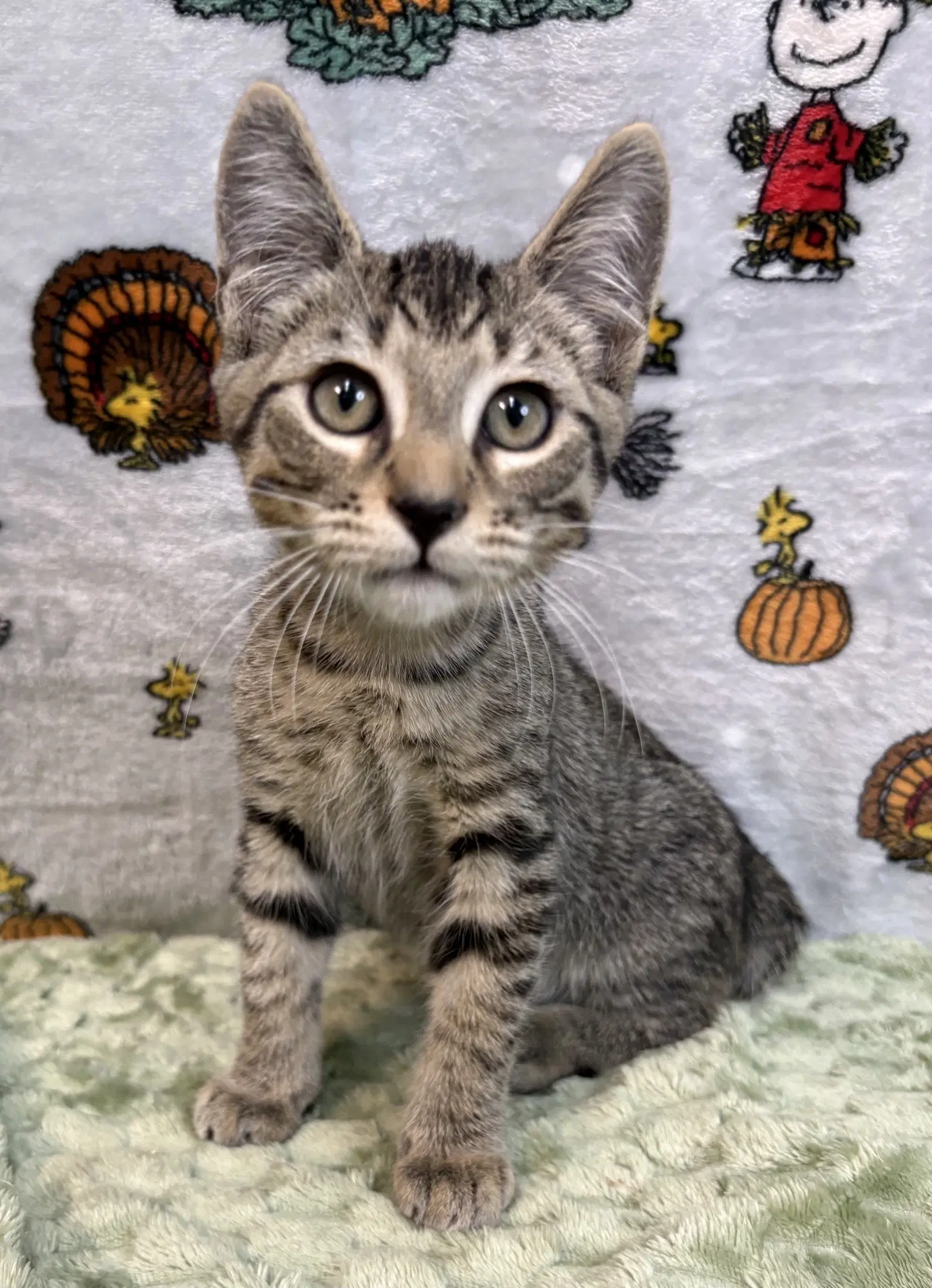 Otis - Domestic Short Hair
