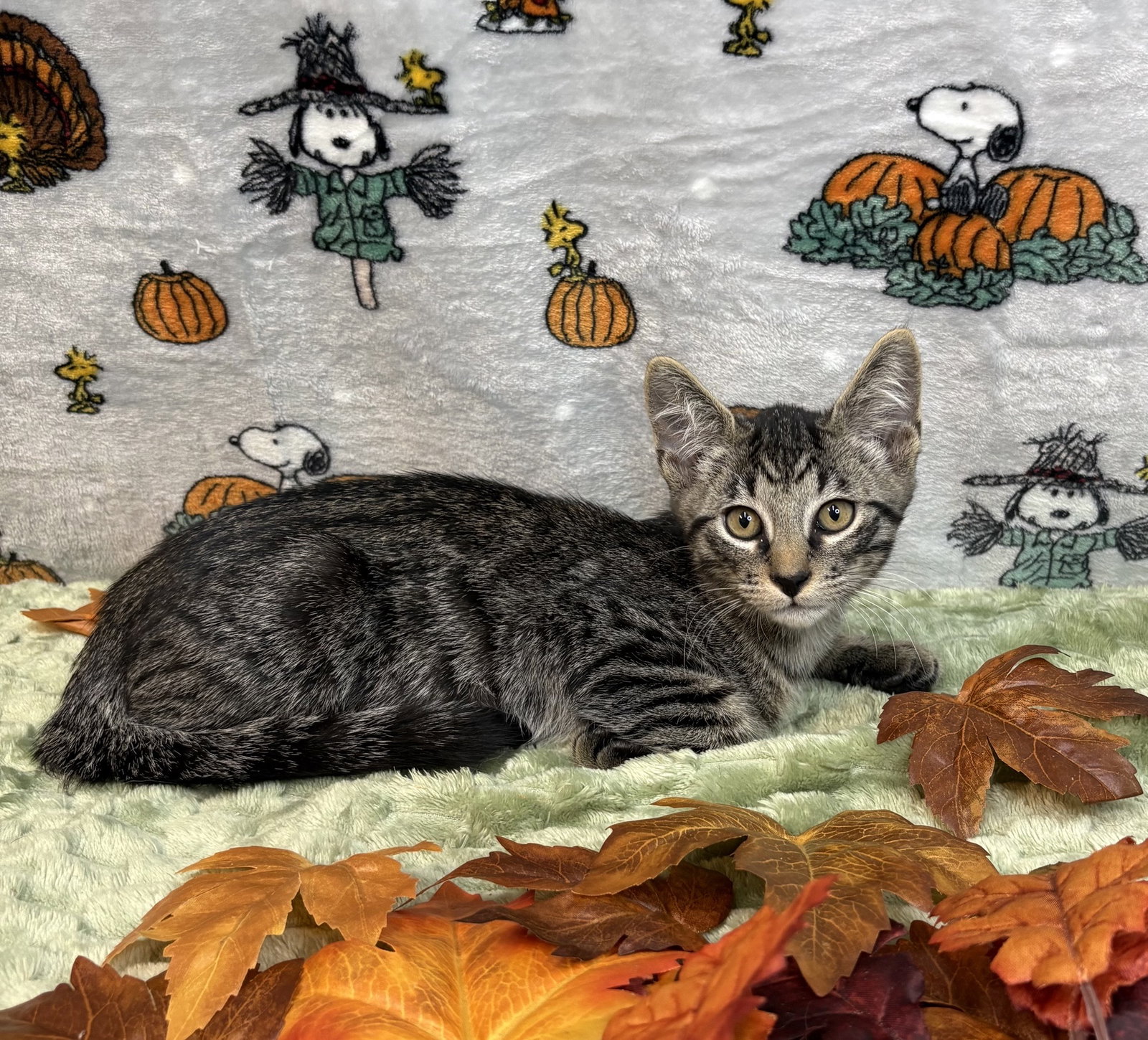 261426 Oswald, Domestic Short Hair