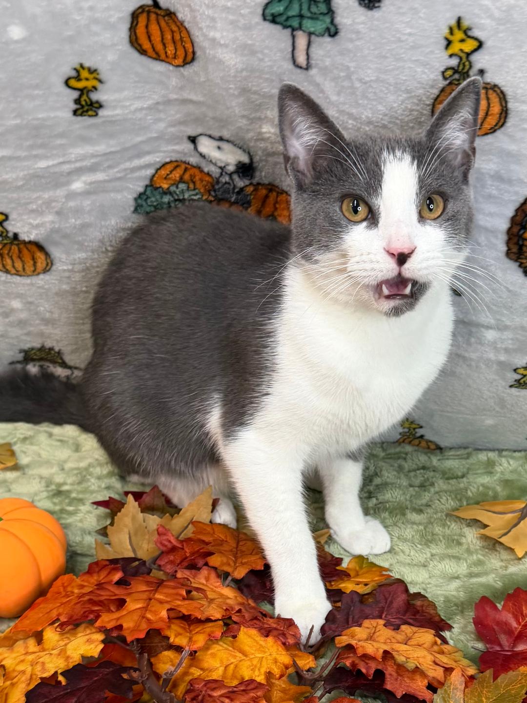 261506 Remi, Domestic Short Hair