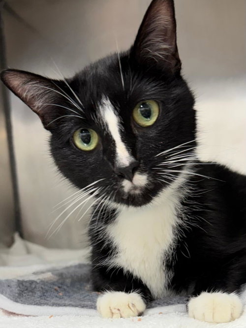 261337 Cornelius, a cat for adoption from The Humane Society of Elmore County