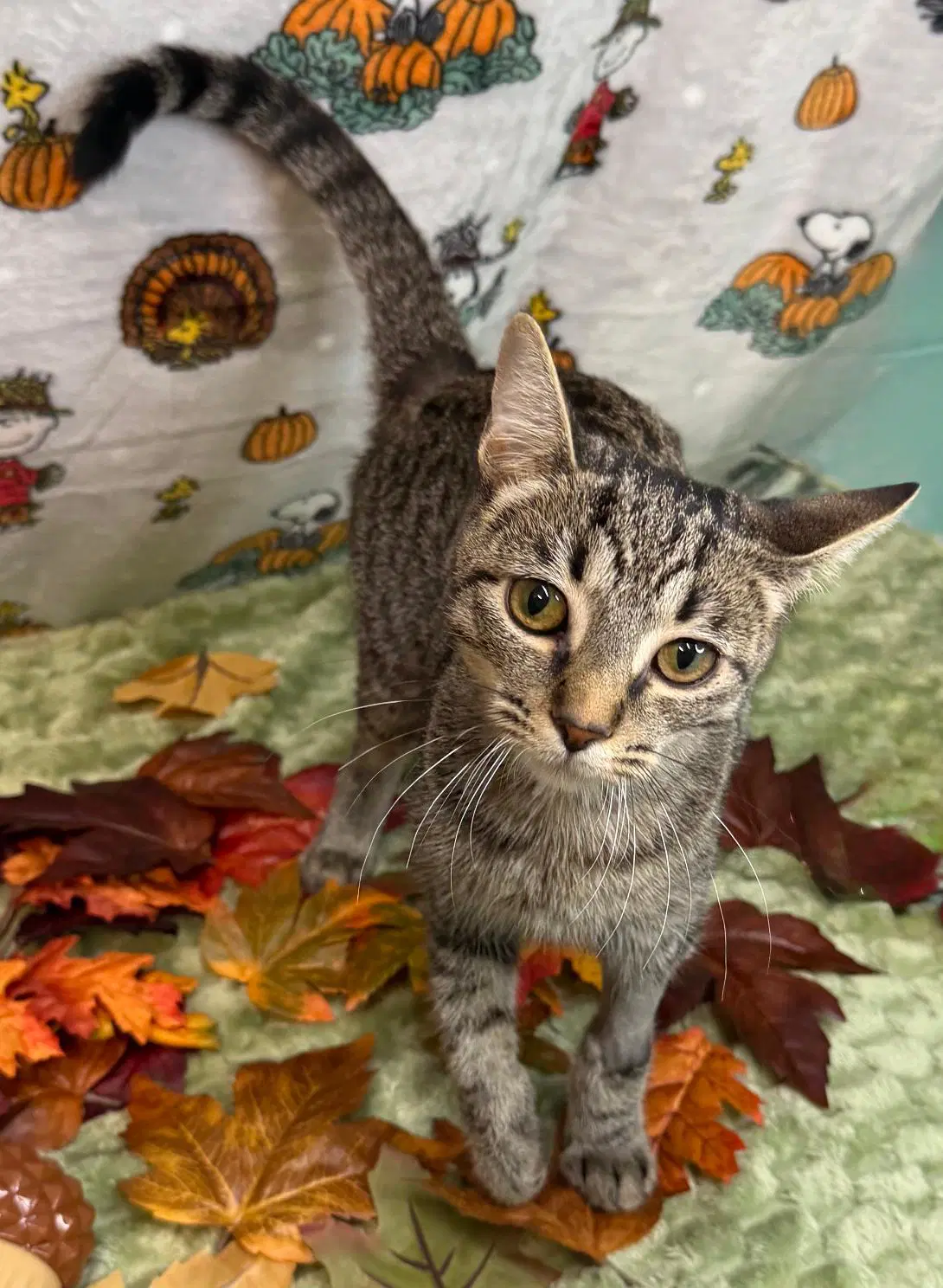 Monkey - Domestic Short Hair