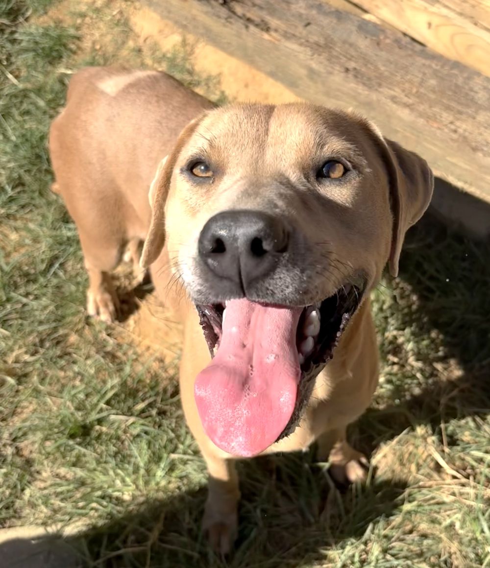 261479 Harley