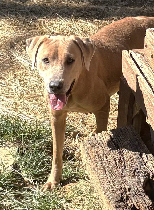 Photo 2 of 261479 Harley