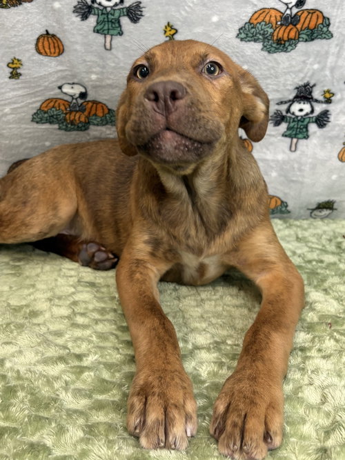 261365 McMuffin, a dog for adoption from The Humane Society of Elmore County