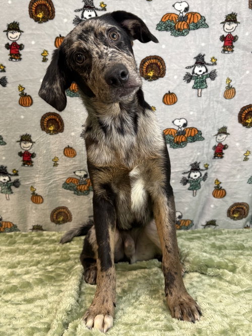 261369 Lucky, a dog for adoption from The Humane Society of Elmore County