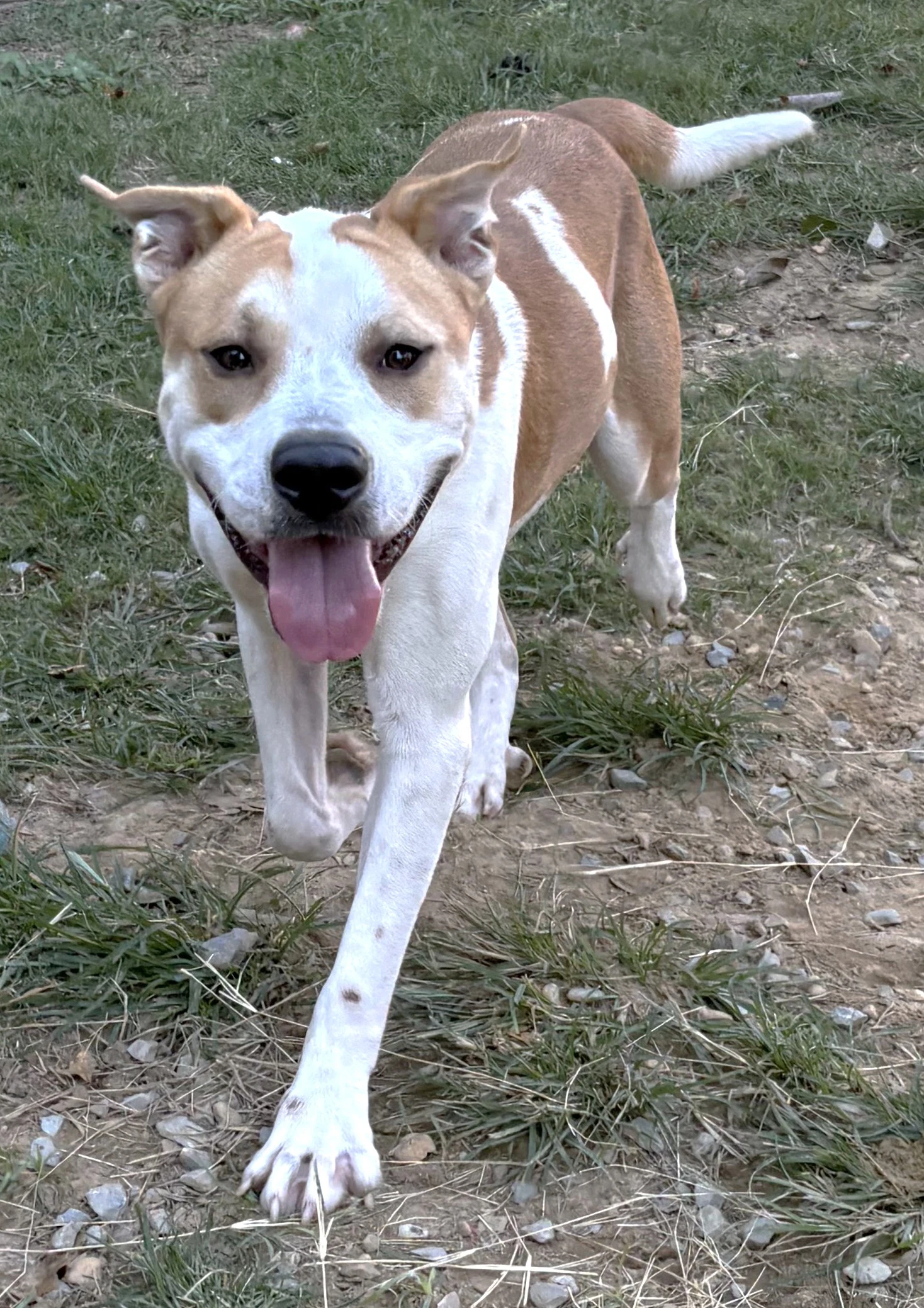 Dudley
