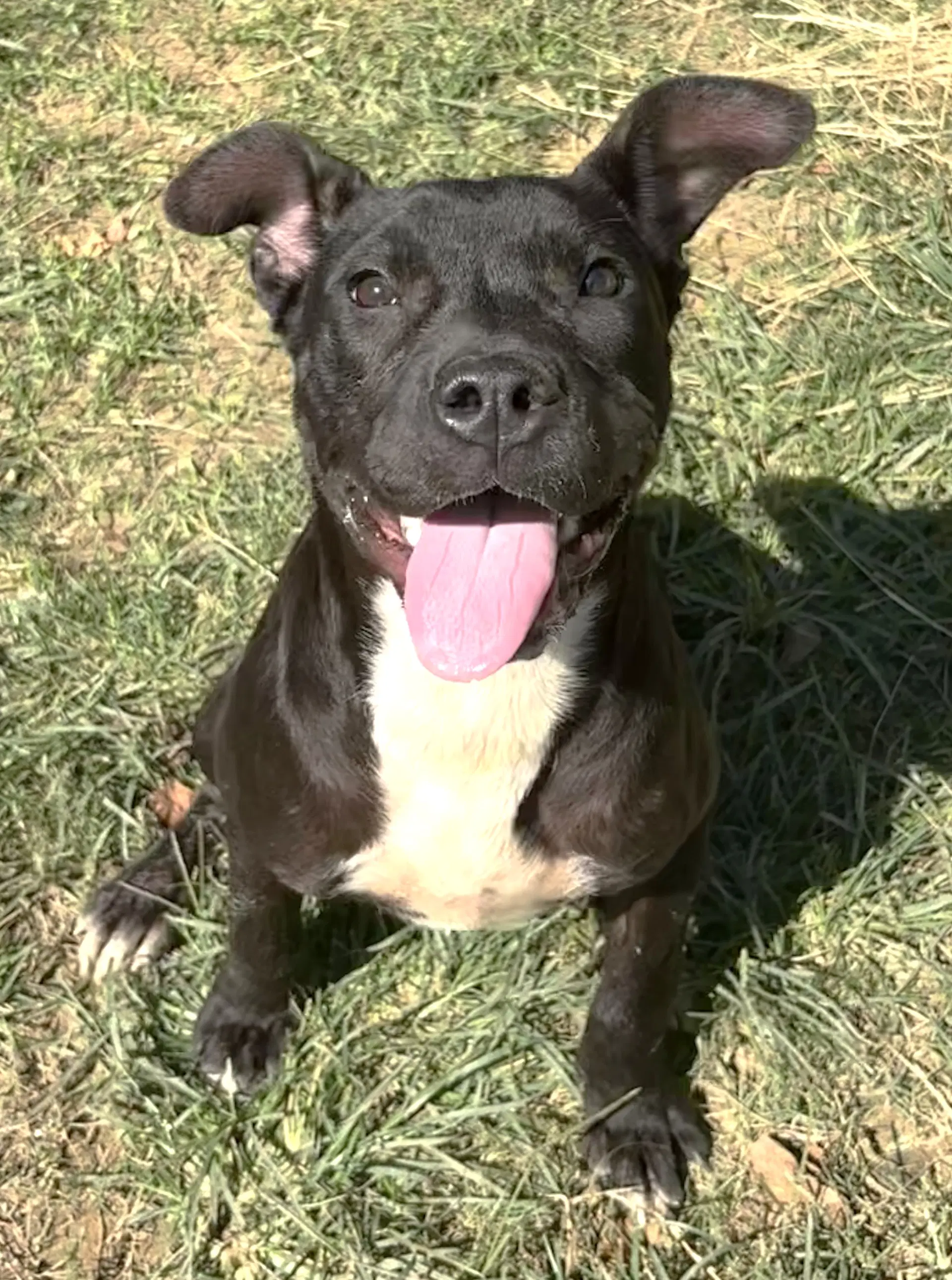 Tiptoe - American Pit Bull Terrier