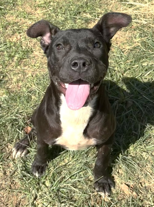 261535 Tiptoe, a dog for adoption from The Humane Society of Elmore County