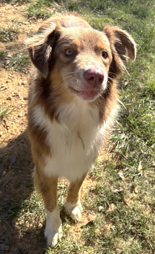 261562 Rudy, a dog for adoption from The Humane Society of Elmore County