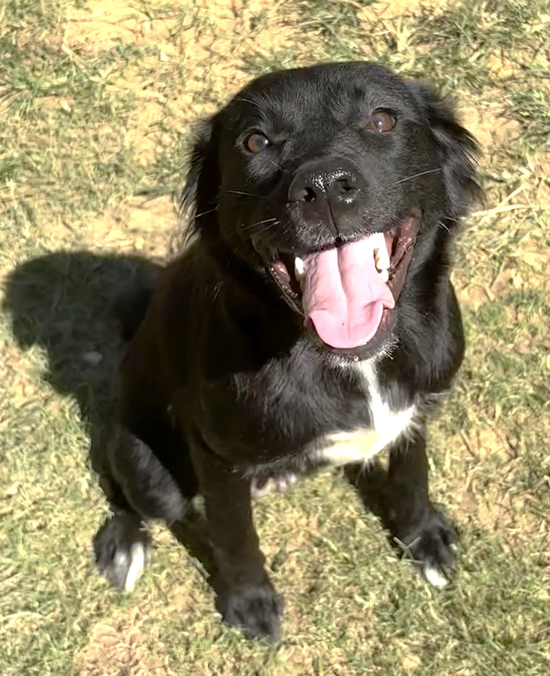 Expresso - Border Collie