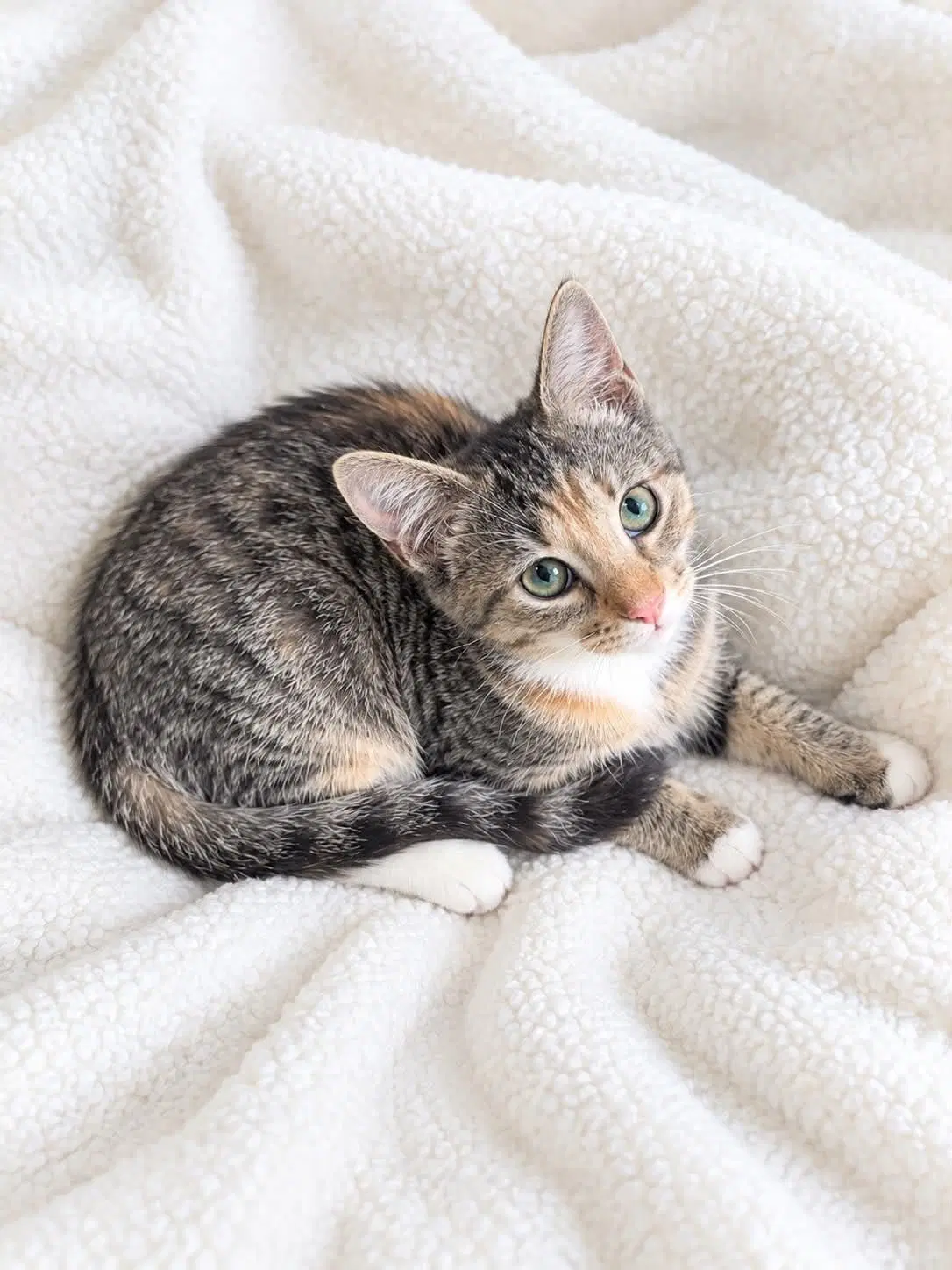 Chai - Domestic Short Hair