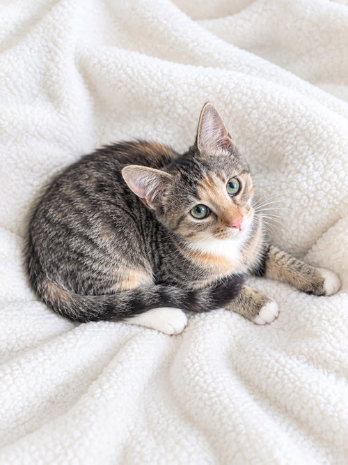260742 Chai, a cat for adoption from The Humane Society of Elmore County