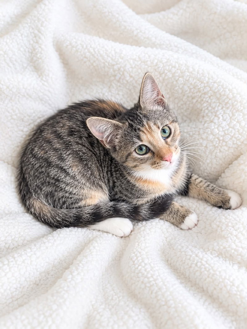 Chai, a young female cat up for adoption