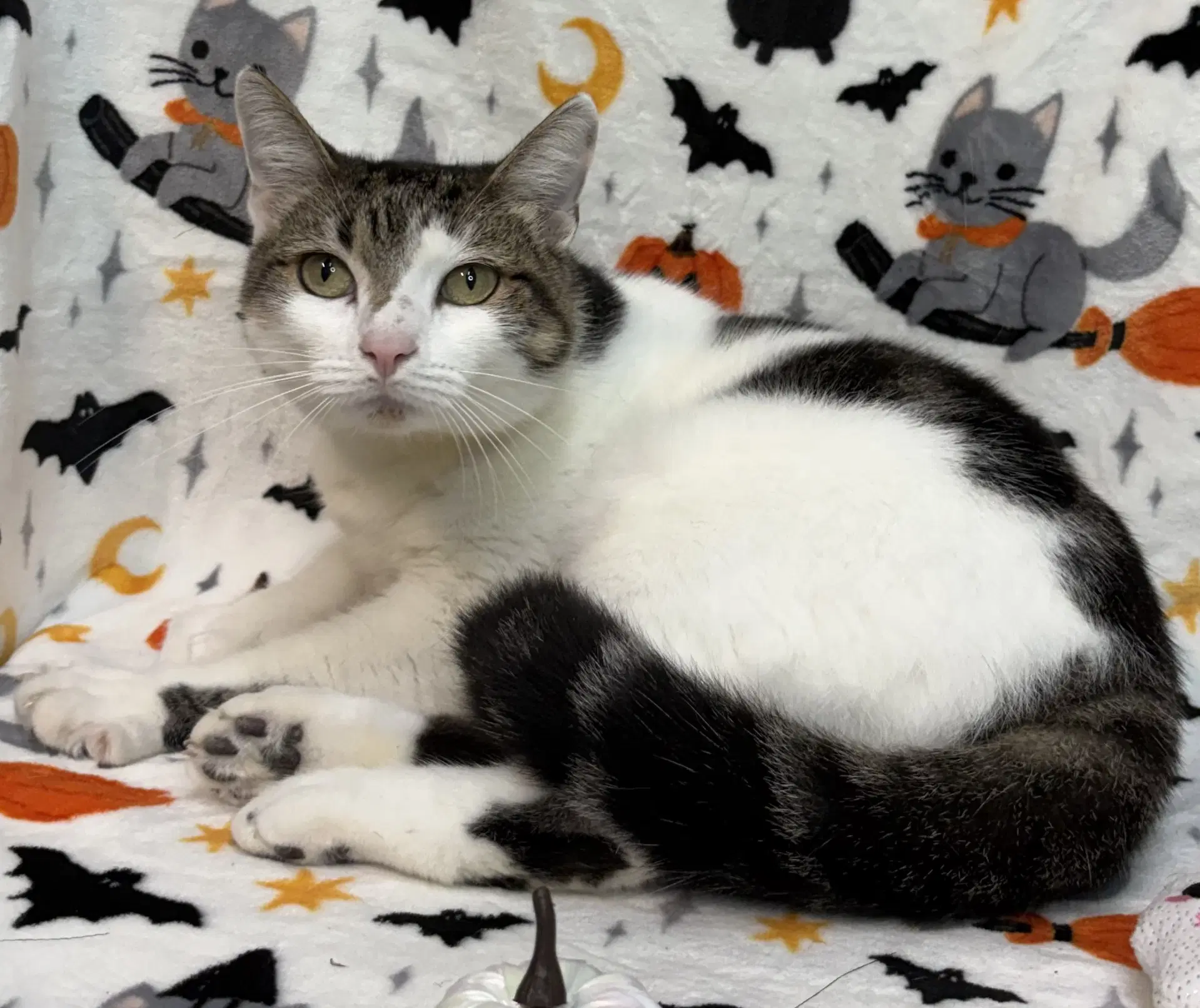 Mama Girl - Domestic Short Hair
