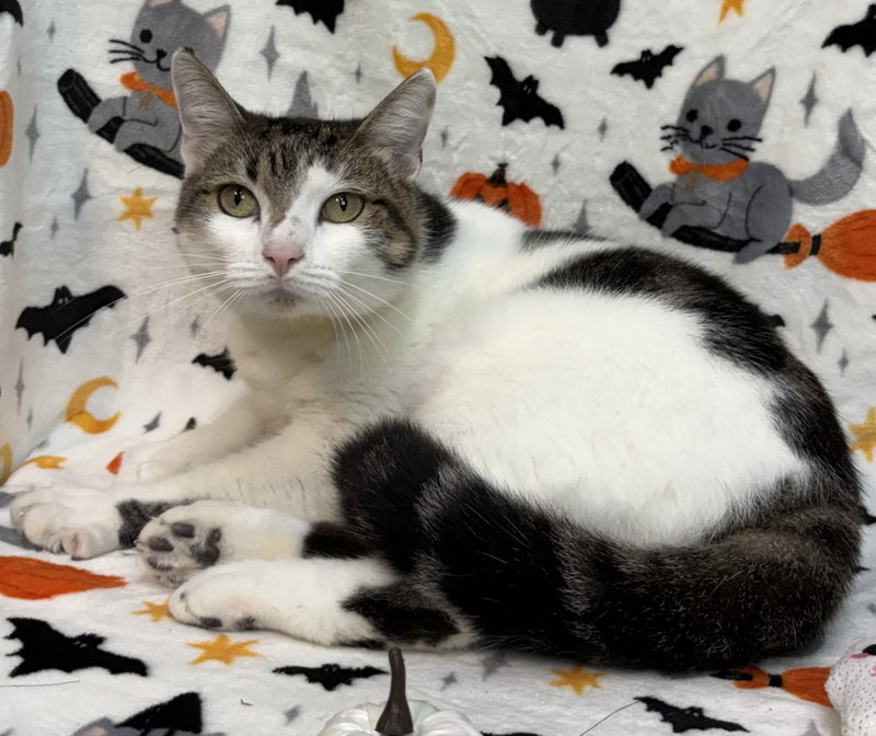 Mama Girl, an adult female cat up for adoption