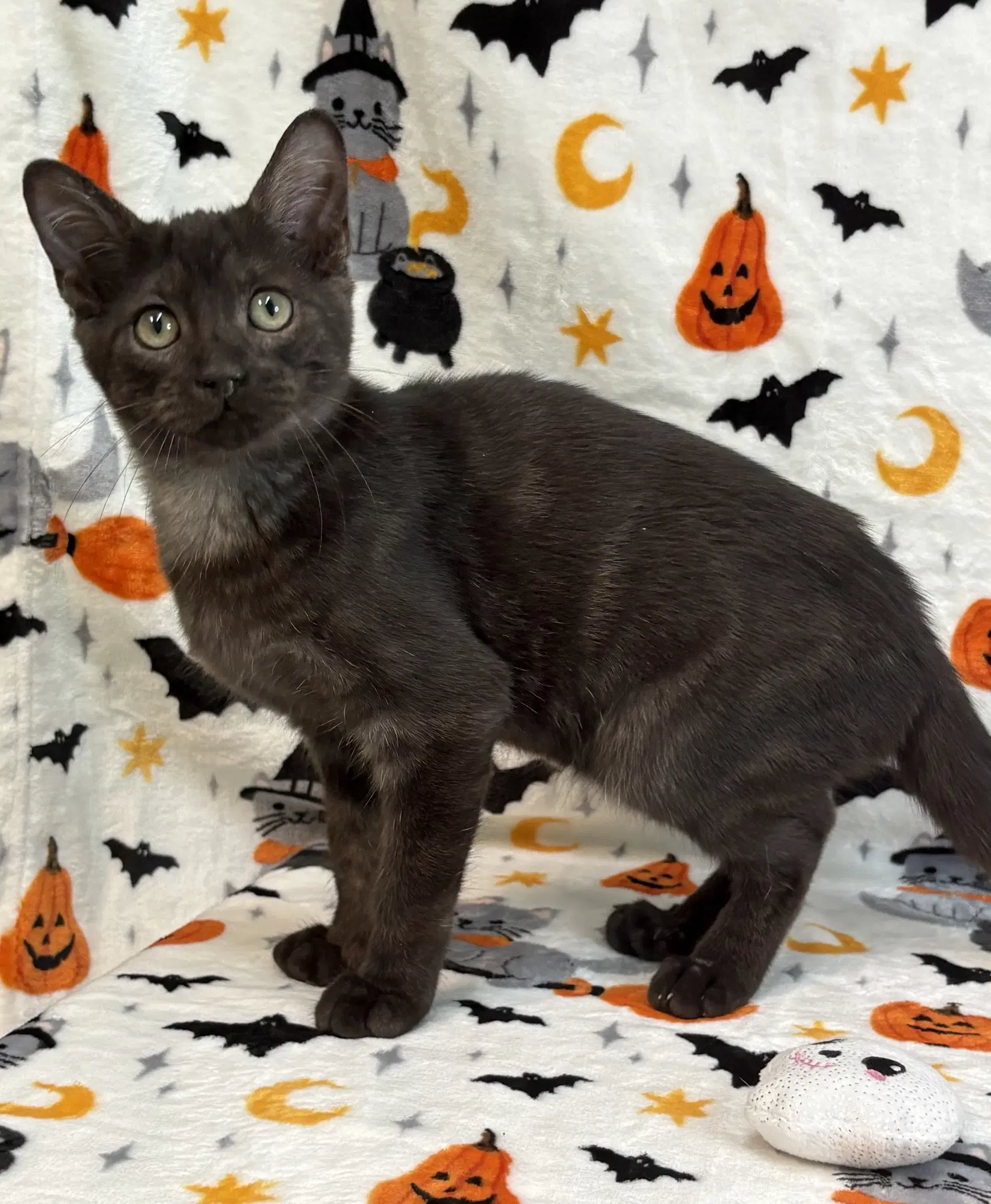 Motor image 1