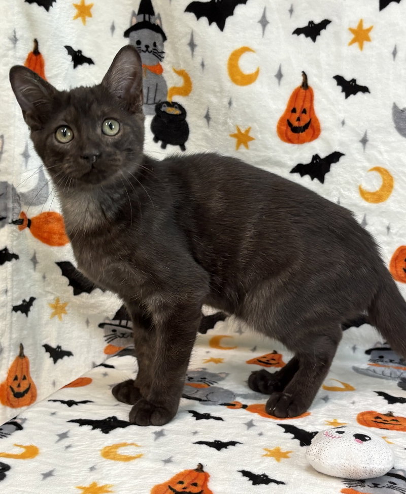 Motor, a young male cat up for adoption