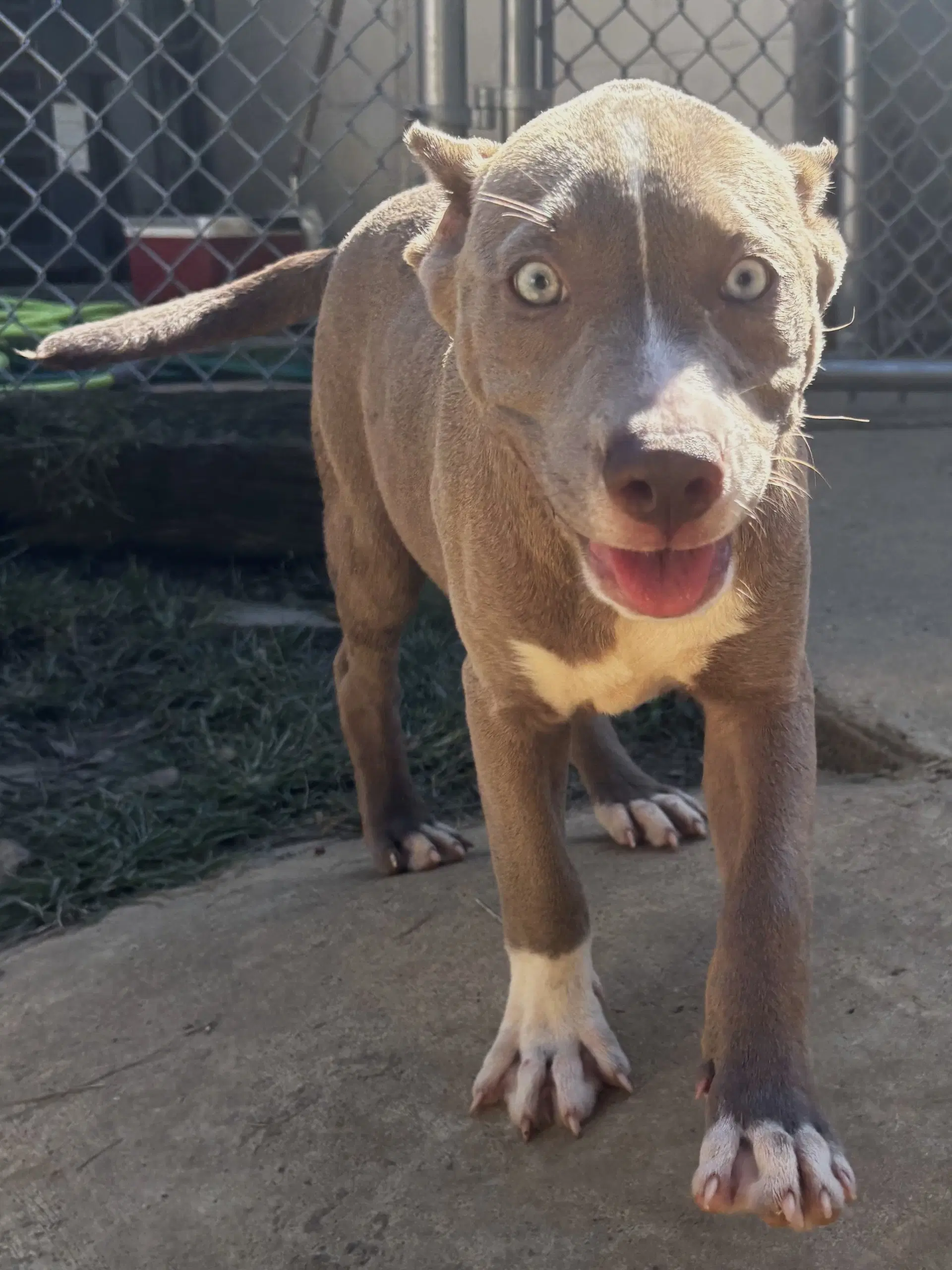 Dolly image 3