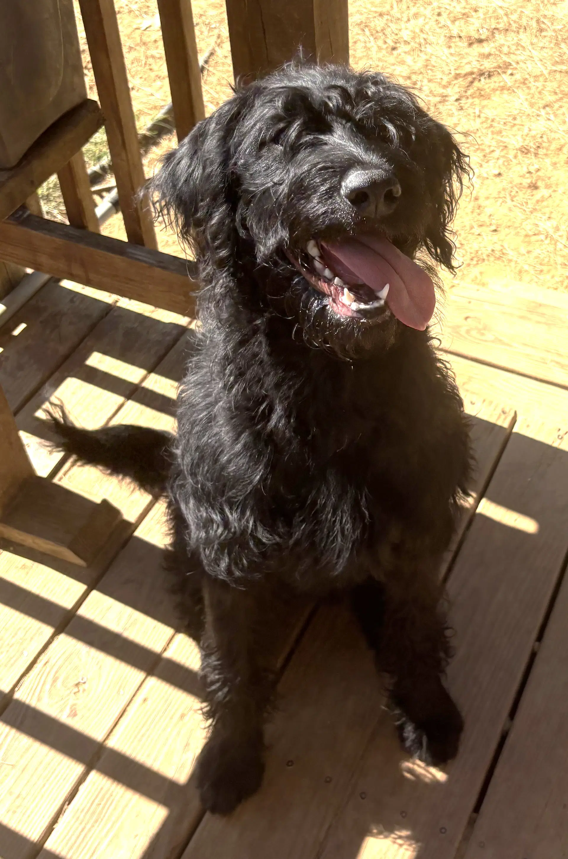 Onyx - Rotten Doodle