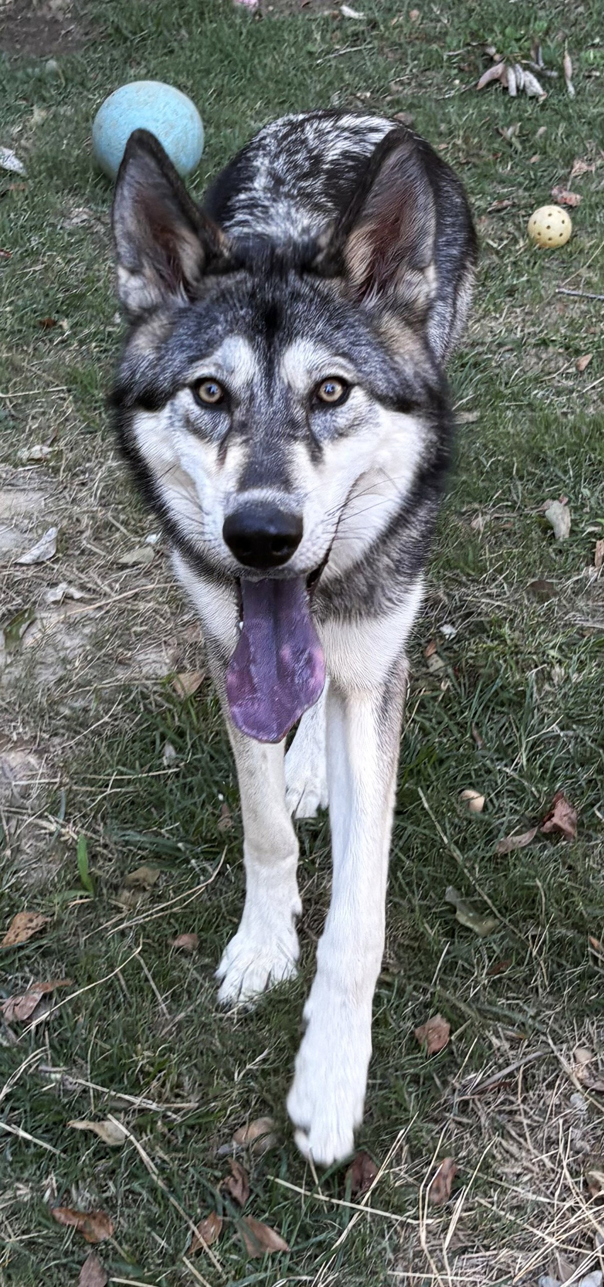 261610 Balto