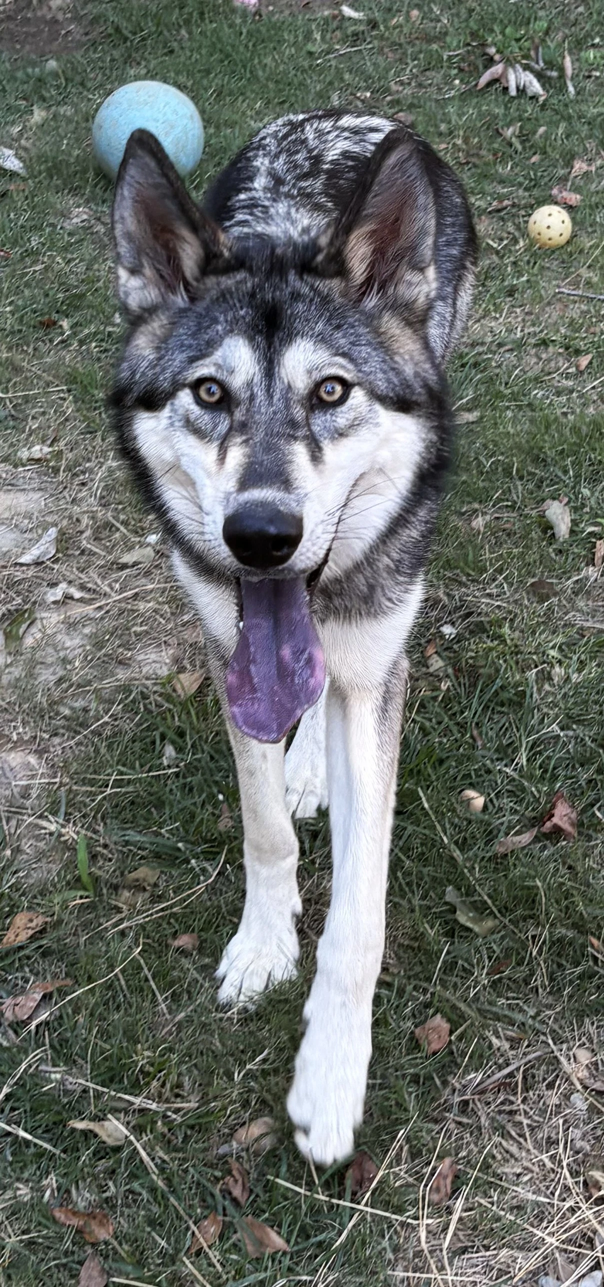 Balto