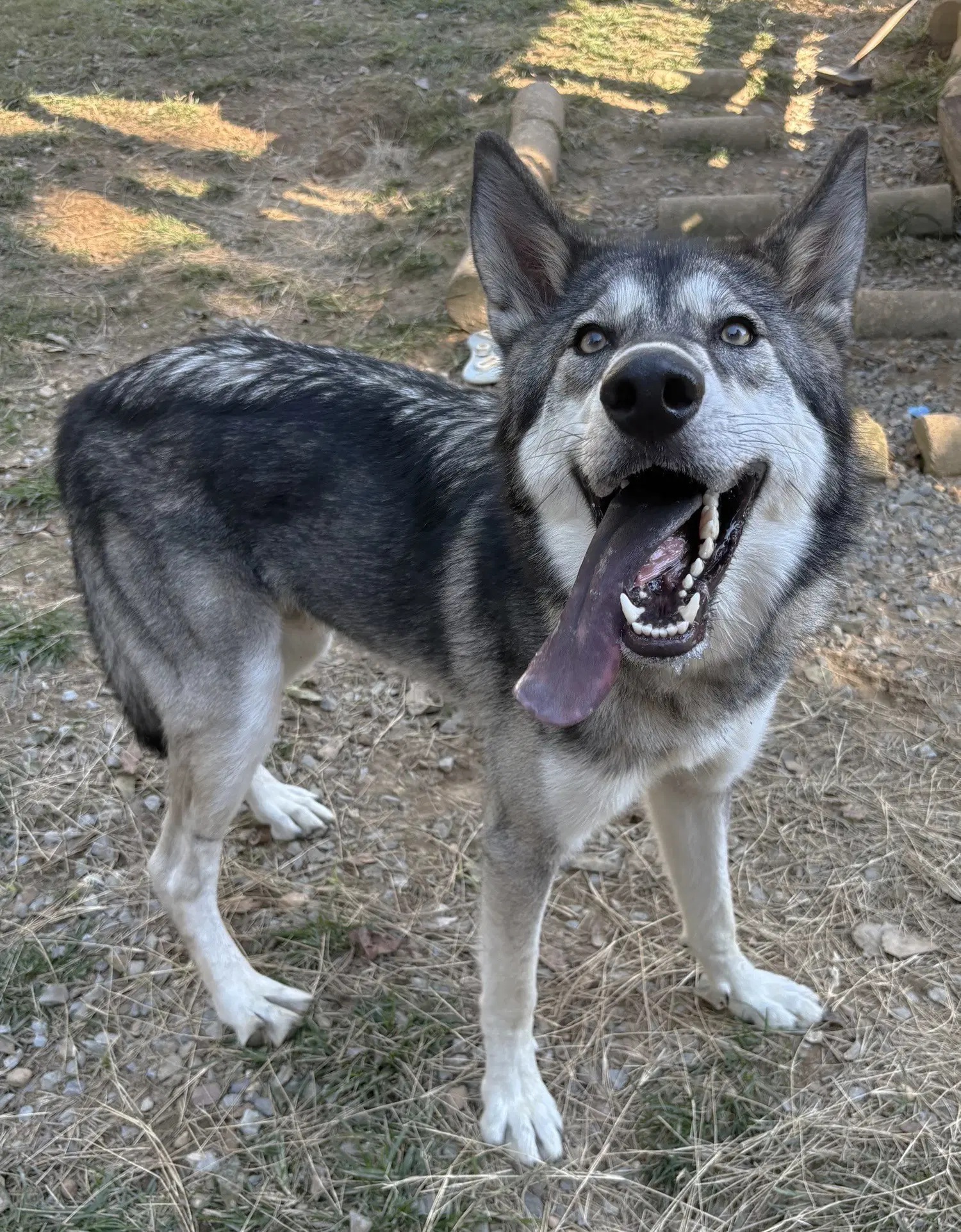 Balto image 2