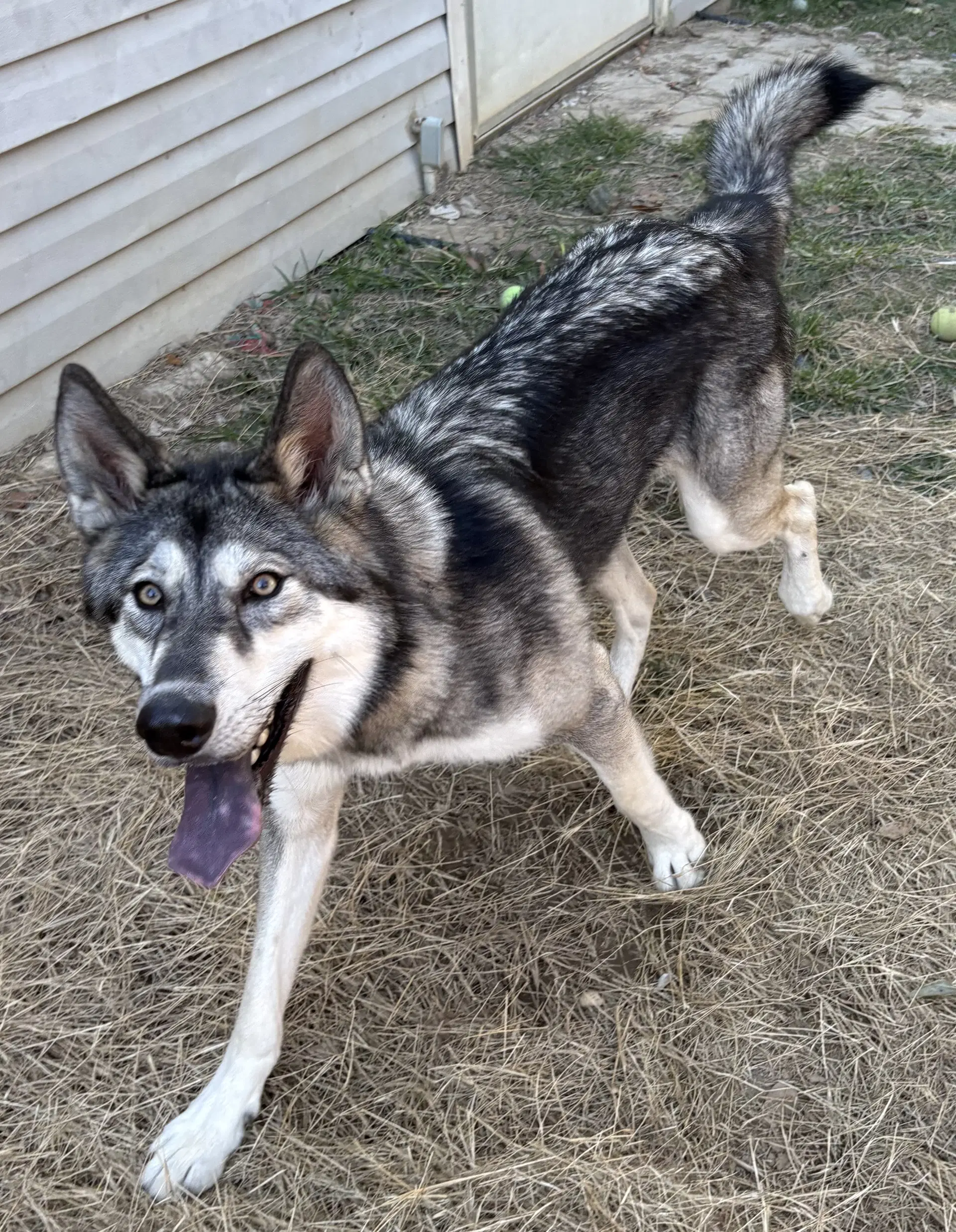 Balto image 3