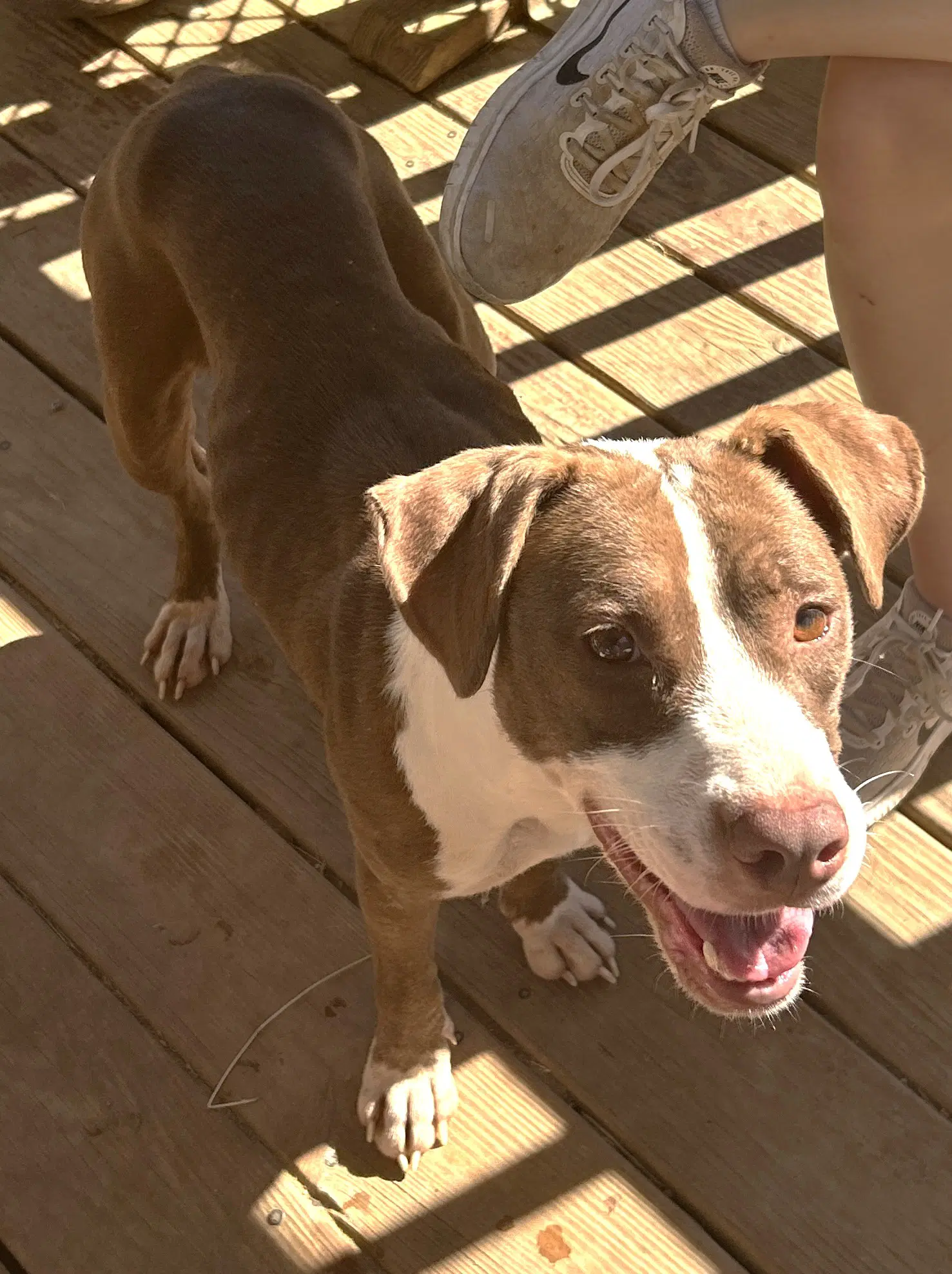 Reba - American Pit Bull Terrier