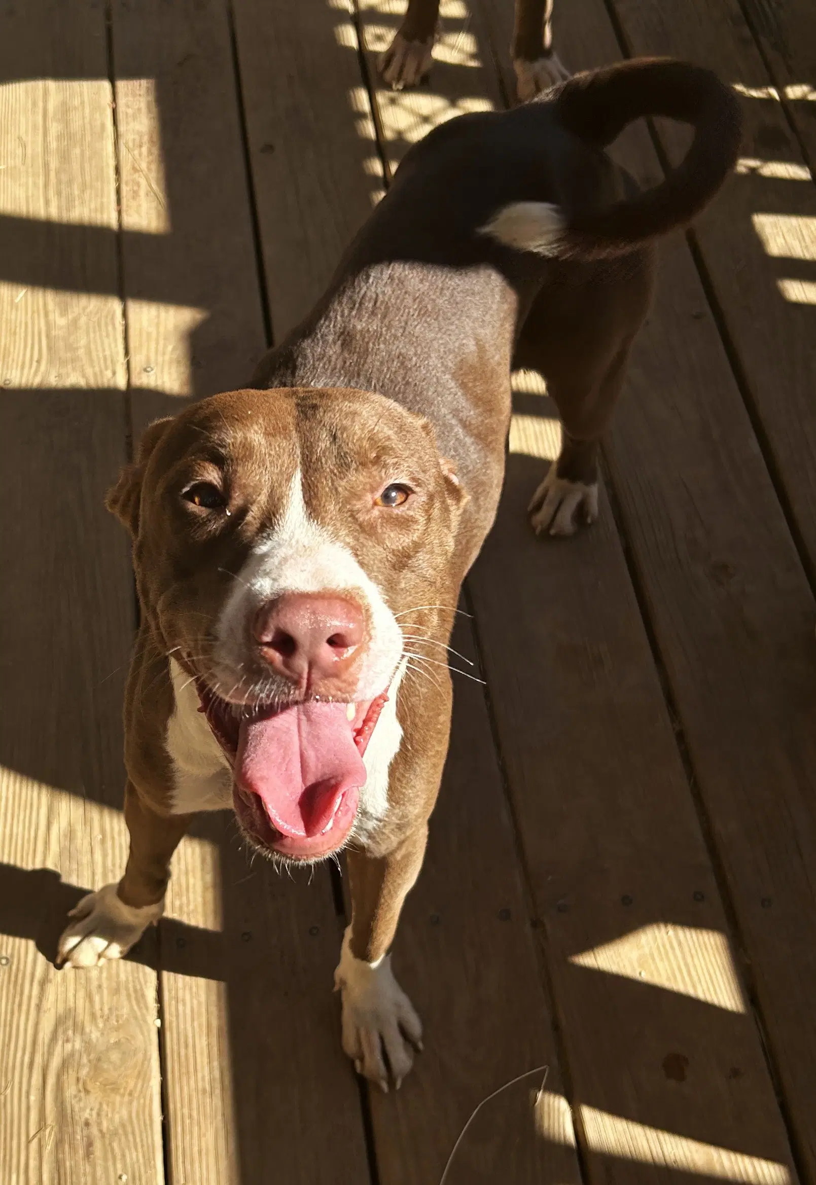 Truvy - American Pit Bull Terrier